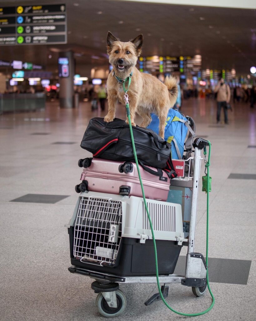 Собака на стопке чемоданов