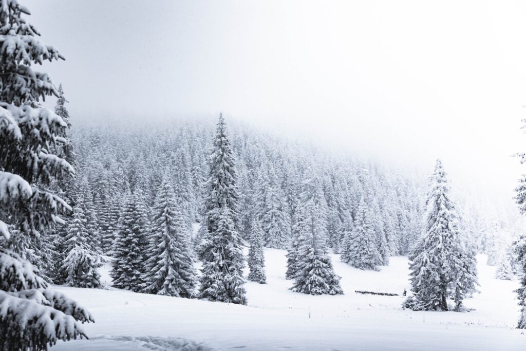 Заснеженный лес в холодном тумане