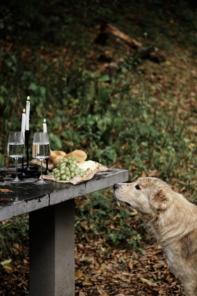 Собака смотрит на стол с белым вином, хлебом и зелёным виноградом