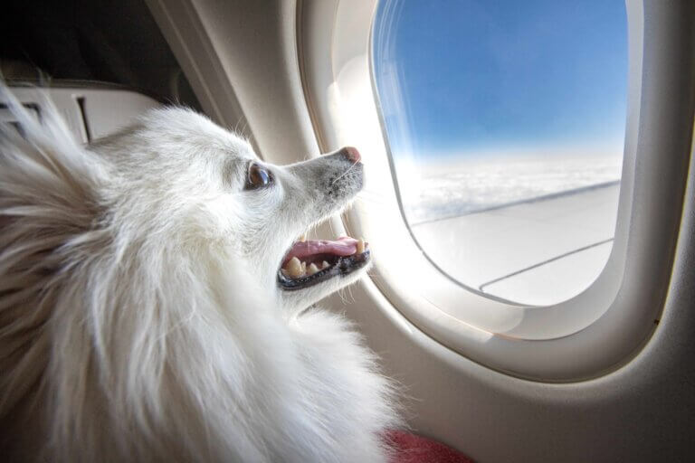 Собака в самолёте
