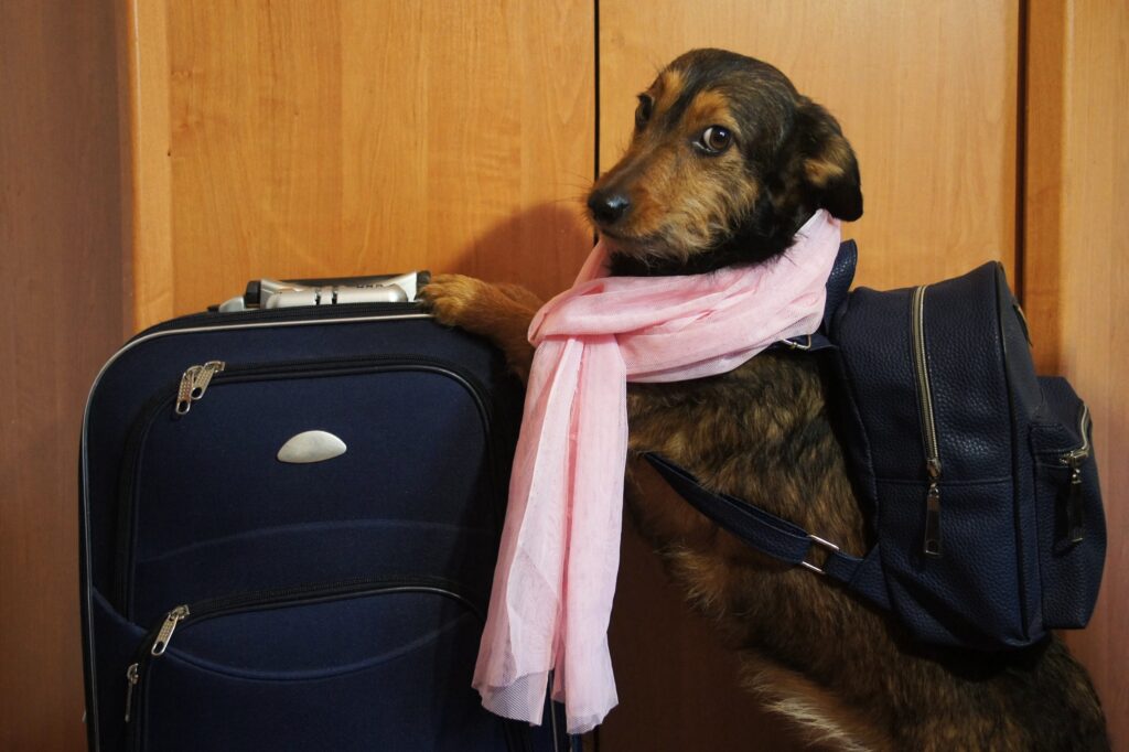 Собака-путешественница с чемоданами