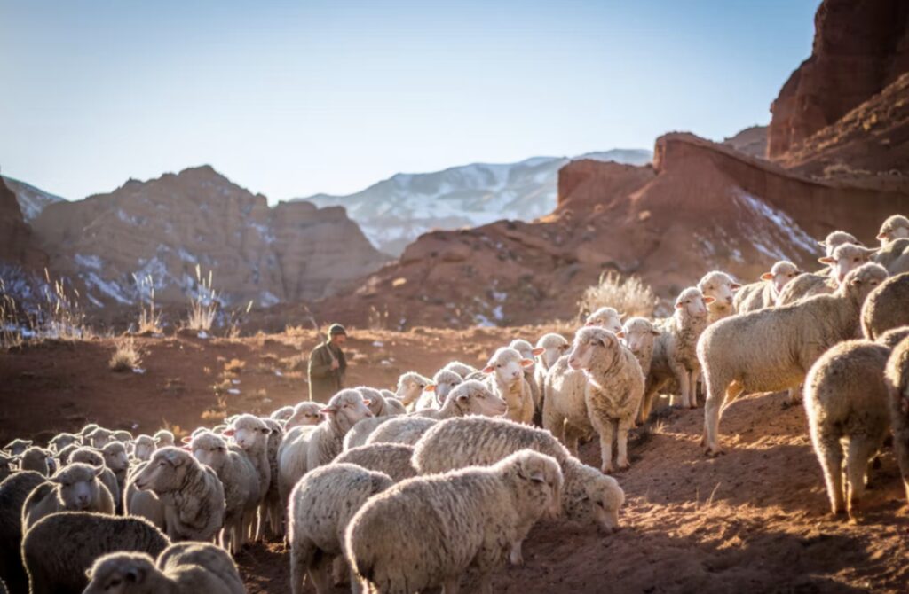 Овцы в каньоне, Кыргызстан