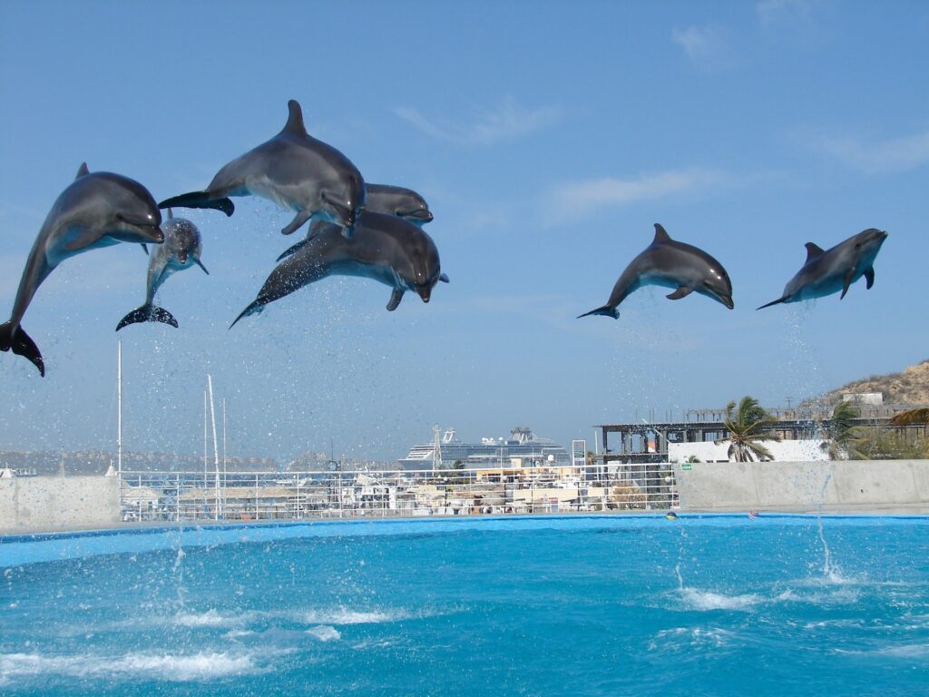 Летящие над бассейном морские млекопитающие
