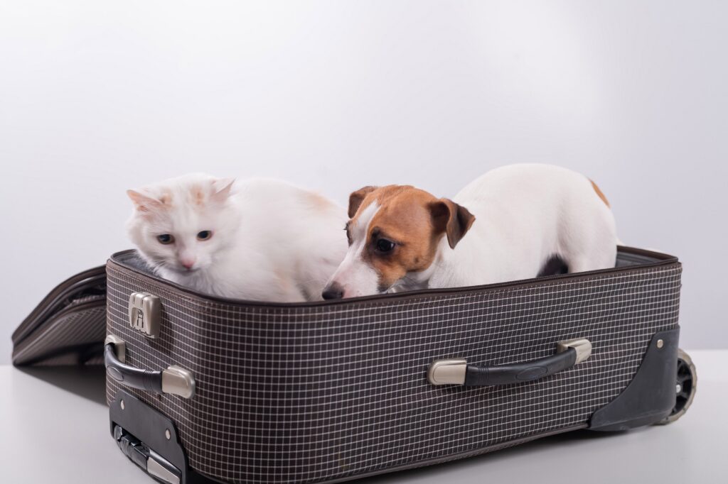 Кошка и собака в чемодане