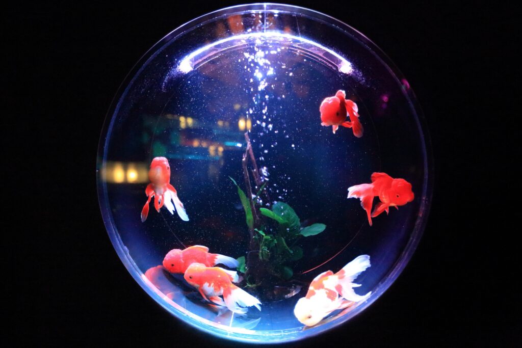 Рыбки в круглом аквариуме