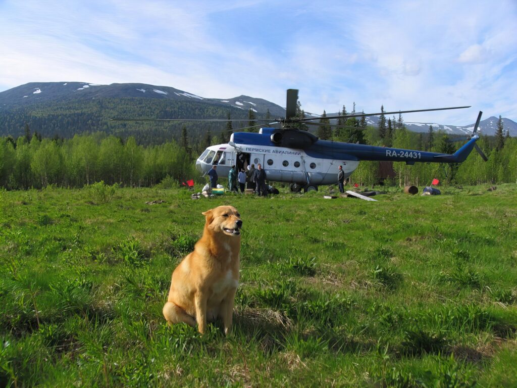 Собака и вертолёт в Пермском крае