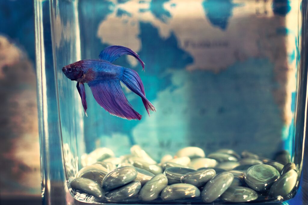 Синяя рыбка в аквариуме на фоне карты