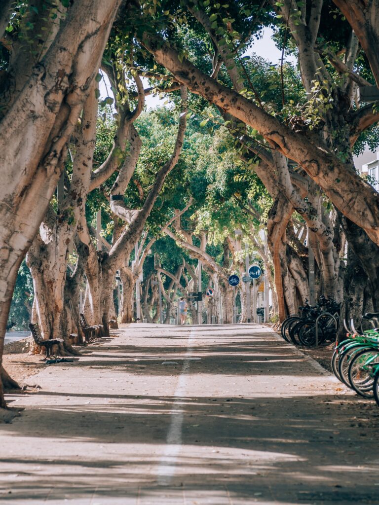 Деревья над велосипедной дорожкой