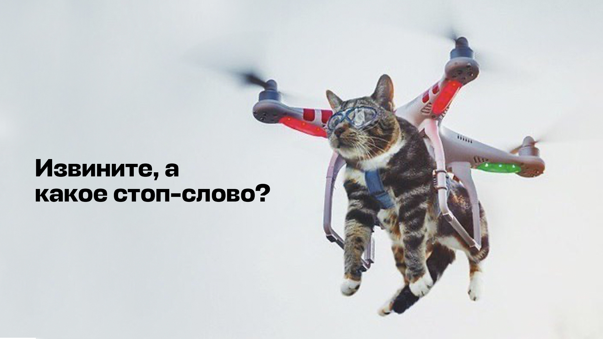 Кот дрон