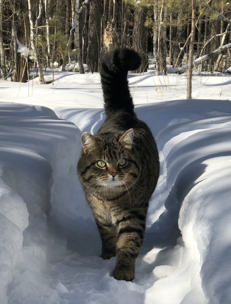 Гуляем по лесу: советы от кота Рысика