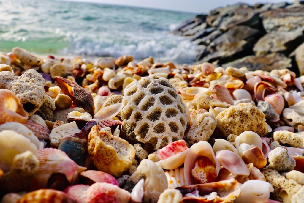 Раковины и окаменелые моллюски у воды