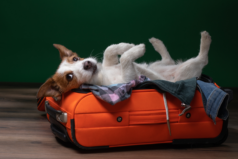 Перевозка животных в самолёте: правила и секреты